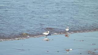 Sanderlings foraging Brackley Beach Prince Edward Island Denise Motard