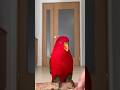 Redbirb🍅synthesizer