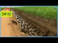 How Farmers Trap Millions of Wild Boars in Cornfields - You Won't Believe Their Effectiveness!