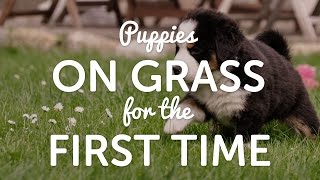 On Grass for the First Time  Bernese Mountain Dog Puppies