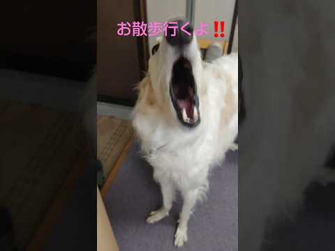 お散歩行くよ🐕💢ボルゾイ🐶😆