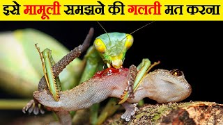 ये कीड़े एक दूसरे को कच्चा चबा डालते है । Most Dangerous Bug Fights