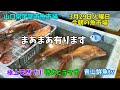 【ブリ】【ヒラマサ】【サメガレイ】【極太天然タイ】【エチオピア】【ハ角】今朝の魚市場3月29日火曜日の水揚げ状況