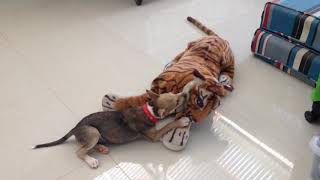 Tiger versus Dog ( Bruno playing with a Tiger stuffed toy )