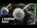 Loursin bleu echinops ritro  une plante sauvage pas comme les autres