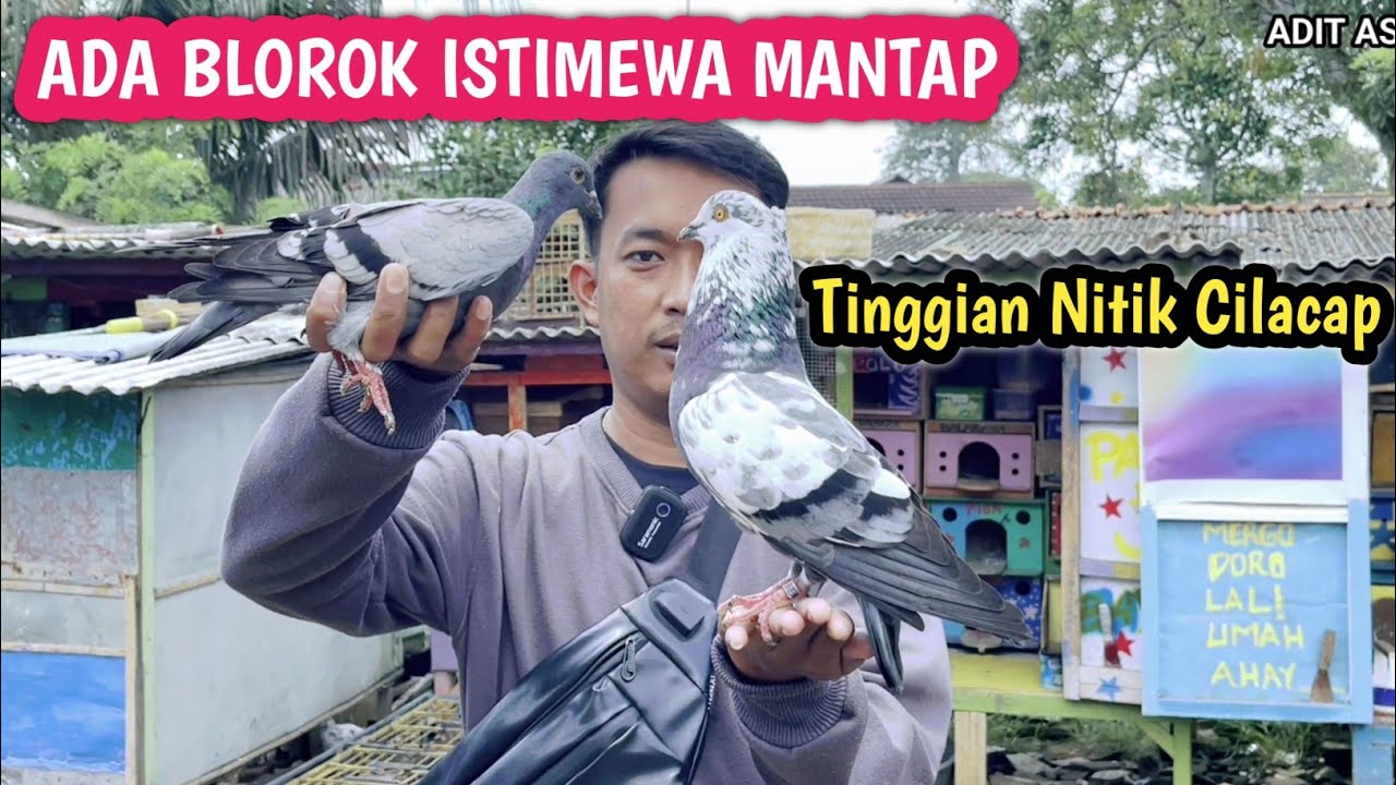 Penjual Merpati Tinggian Cilacap Kota Bro Agus