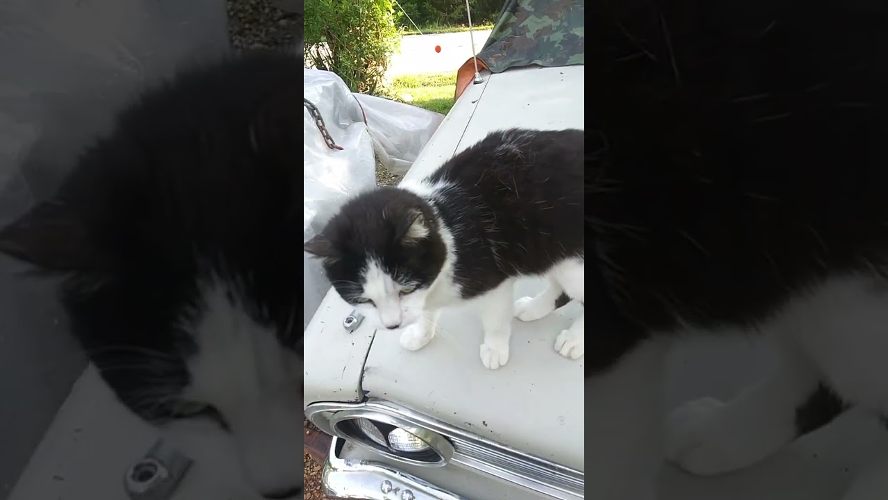 1965 slant6 170 cid harmonic balancer arrived + unofficial shop cat 