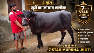 7 Star Murrha 2 teeth super Excellent Murrha jhoti with Ultimate Beauty For Sale 