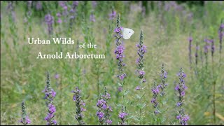 Urban Wilds at the Arnold Arboretum