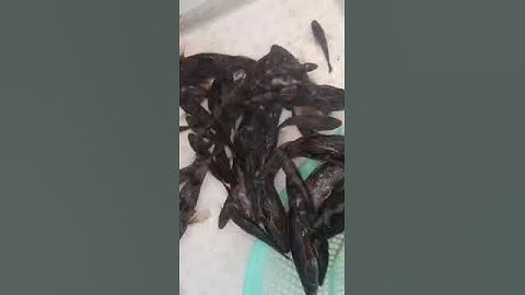 Cung cấp cá bống tượng giống nuôi vỗ béo và thu mua cá bống tượng thương phẩm #cabongtuong