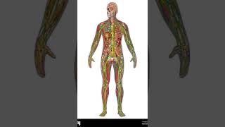 #anatomy #physiology #biologyhumanbody #bodysystems #organsystems #howthehumanbodyworks