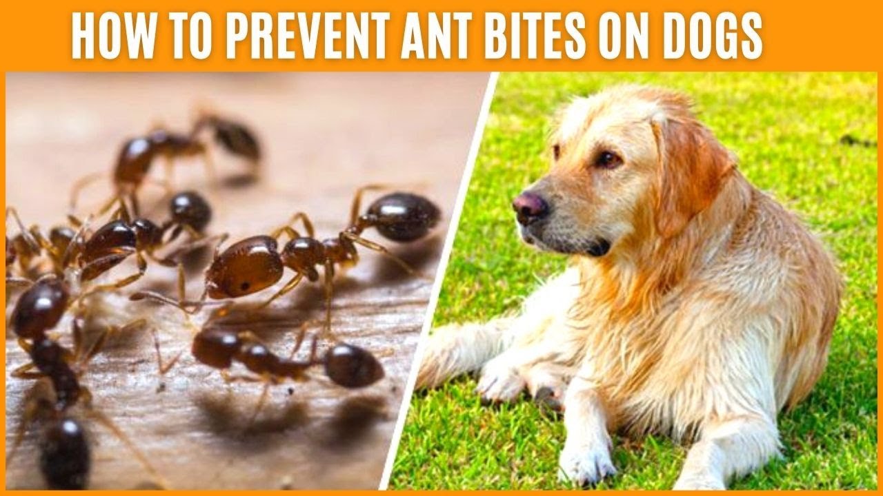 How To Prevent Ant Bites On Dogs🐶How To Treat Ant Bites On Dogs