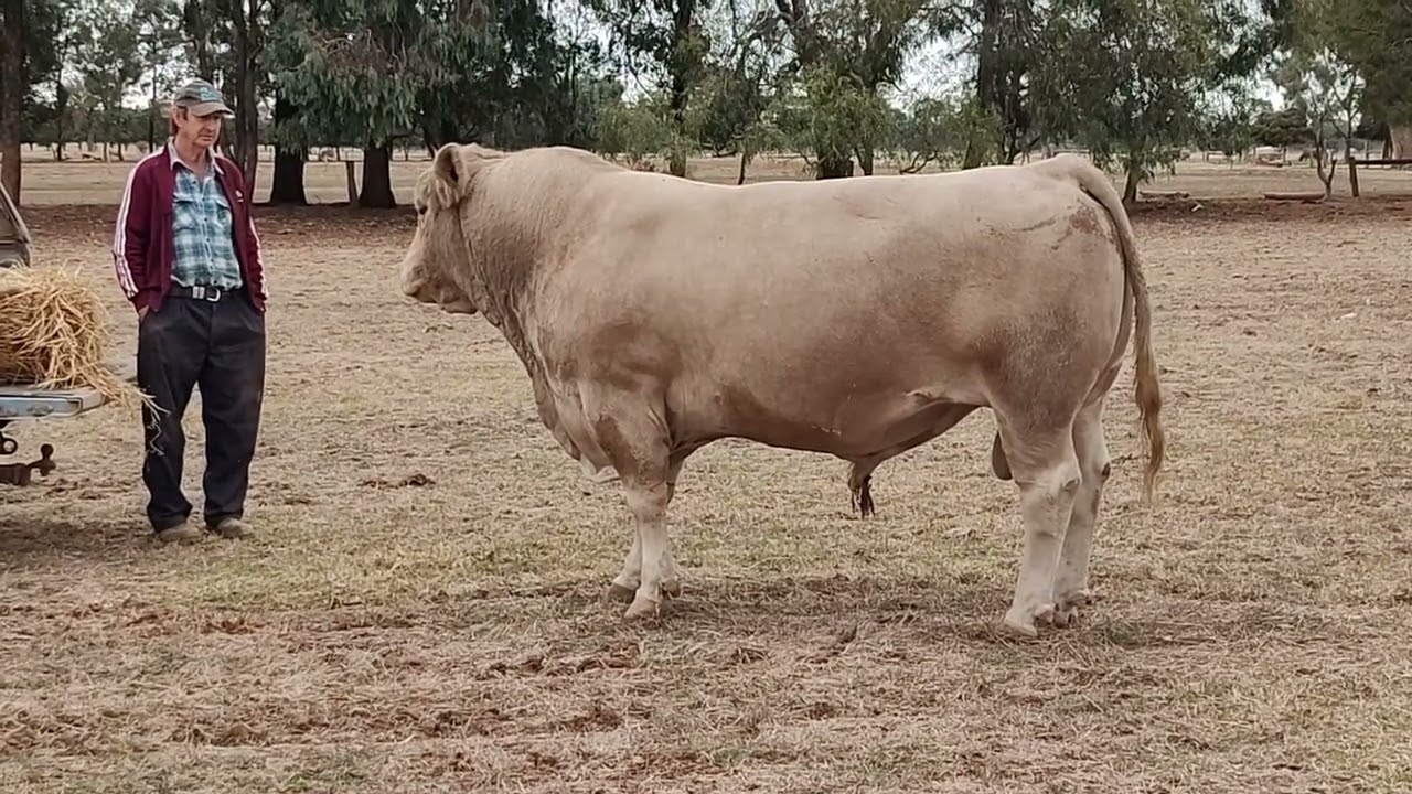 Mystical Murray Greys at the All States Murray Grey Sale