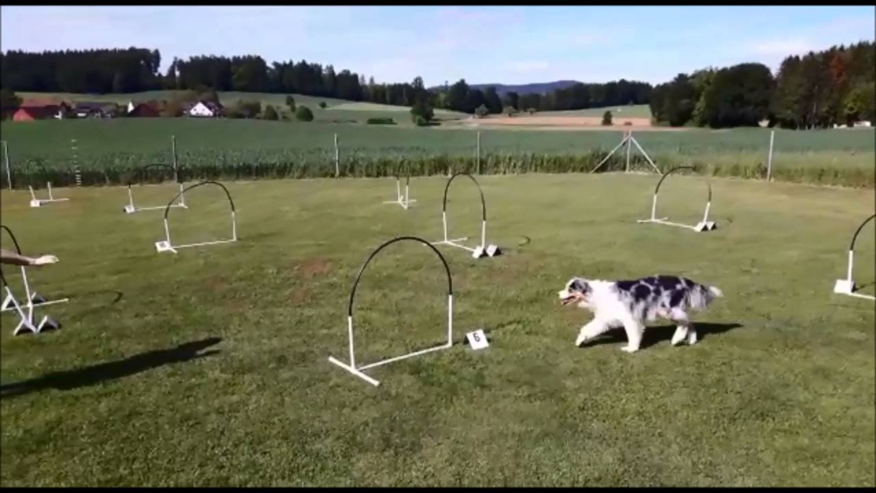 Hoopers / / Hundeschule gooddog, Freudwil bei Uster - YouTube