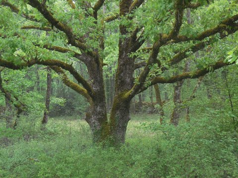 Méditation Rencontre avec un Esprit de la Nature