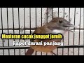Masteran Jernih Cucak Jenggot Durasi Panjang Mp3 - Mp4 Download