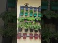 എന്റെ garden #mygardenview #gardeningtrends #flowergarden #gardening #shortsvideo #youtubeshorts