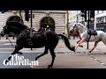 Multiple people injured as four horses escape into london causing chaos