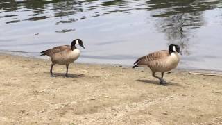 Canadian Geese Fight