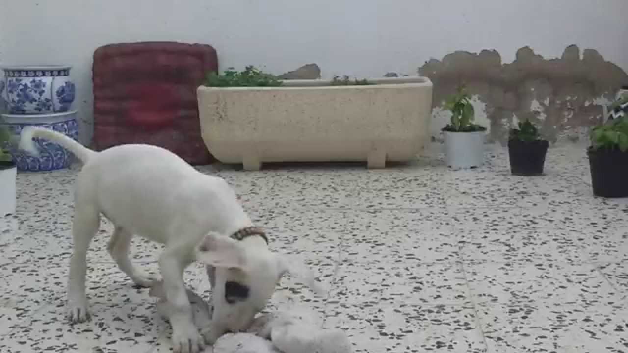Ipo training dogo argentino