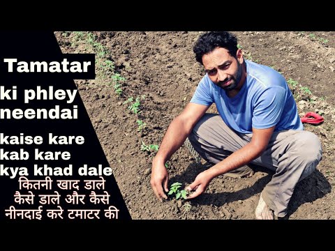 वीडियो: अर्लियाना पौधे की जानकारी - टमाटर की 'अर्लियाना' किस्म कैसे उगाएं