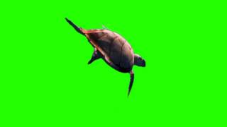 green screen footage| Sea Turtle