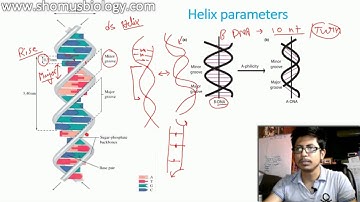 Difference between A DNA, B DNA And Z DNA