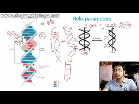 Difference between A DNA, B DNA And Z DNA