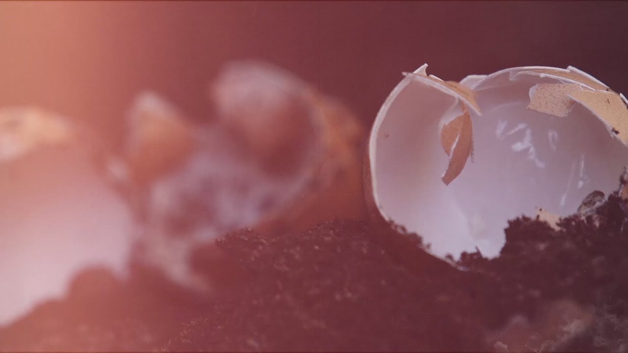 Attack of the Killer Chickens Teaser Trailer YouTube