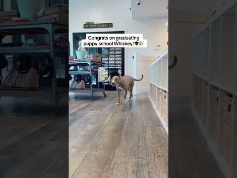 Good job, Whiskey! So proud of this handsome pit mix puppy #viral #dog #shorts #ytshorts #pet