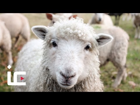 Qurbani 2020: HMC urges UK Muslims to avoid ordering lamb for Qurbani due to age criteria