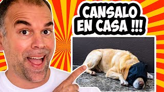 CÓMO CANSAR a tu PERRO en CASA [HIPERACTIVOS y ALTA ENERGÍA]