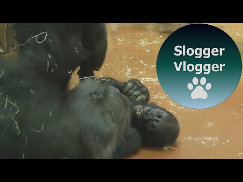 Baby Gorilla Indigo Plays With Gorilla Liesel