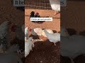 Rescued chickens love dust baths
