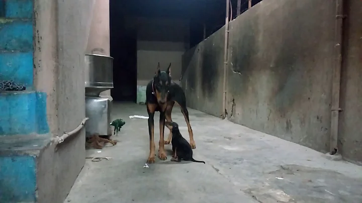 Doberman playing with my Kanni dog