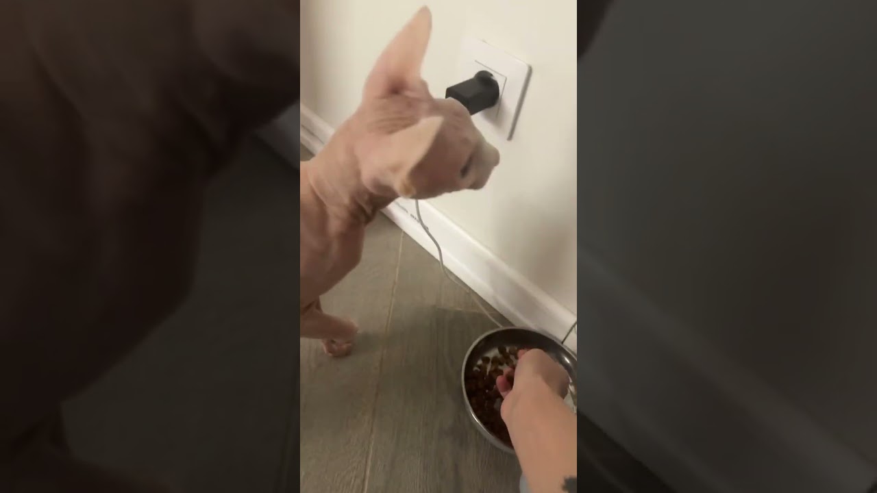 До сегодняшнего дня самое главное в жизни Кота была еда, но потом появилась она -  ниточка!