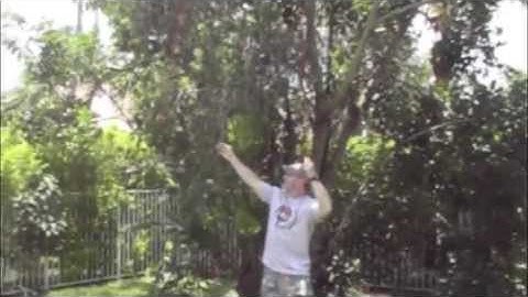 Ham Radio- Deploying Antenna to a Tree