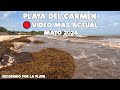 PLAYA DEL CARMEN ULTIMA HORA🔴15 MAYO 2024 | MUCHA GENTE