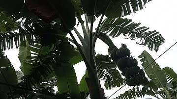 chuối tây thái lan giống vườn đẹp 0779335899. 0972180949