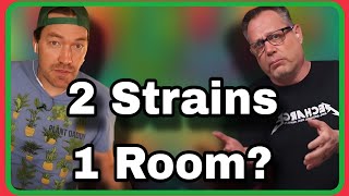 The Smart Way To Grow Multiple Strain in The Same Room