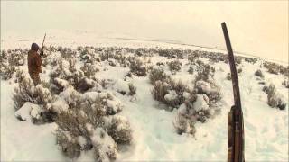 Wild Wings Pheasant Shoot