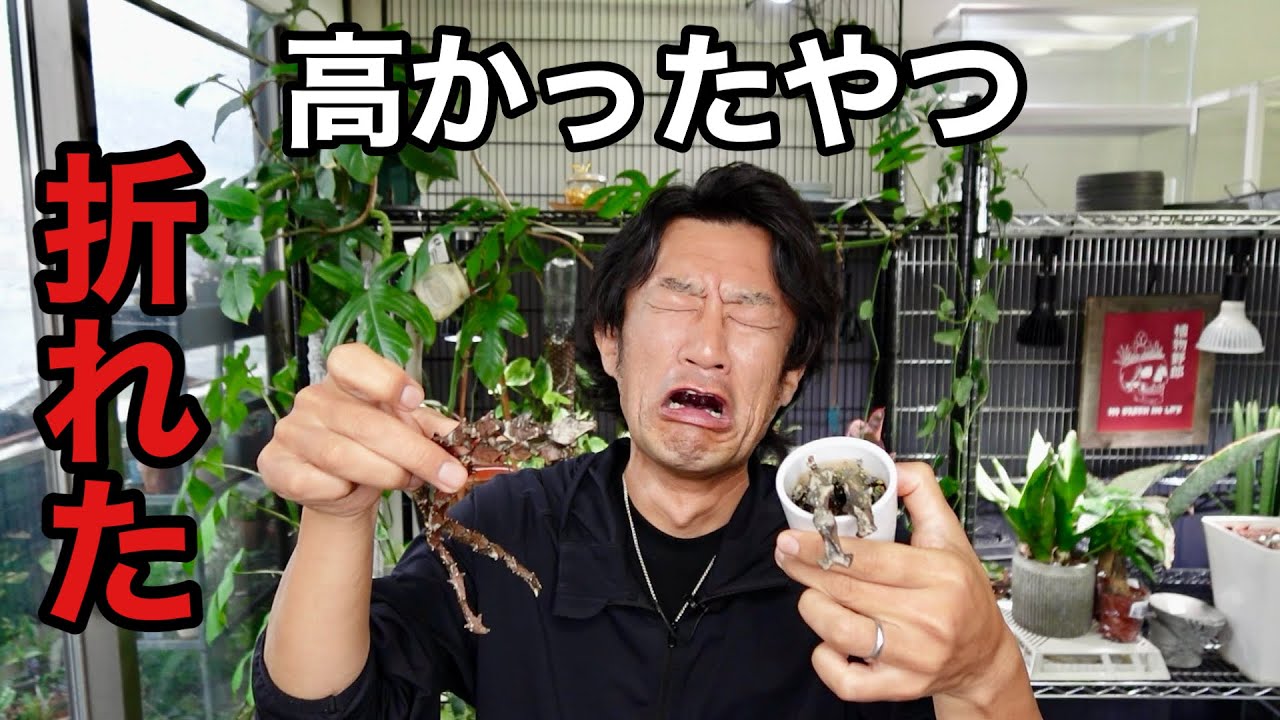 うわぁぁぁぁぁぁぁぁ 【園芸超人カーメン君】 - YouTube