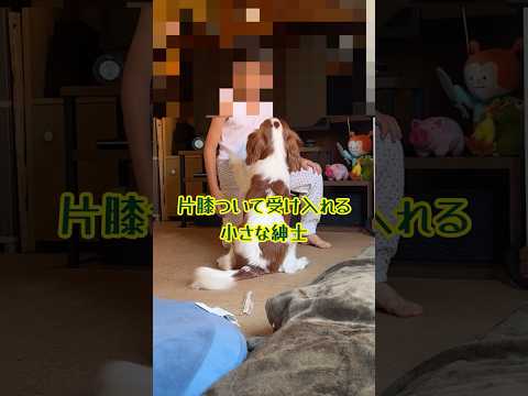 犬嫌いの男の子に甘えたくて甘えたくて！ 慎ましさが狂おしい犬