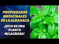 🌿🍵Propiedades medicinales de la albahaca y cómo tomarla | Medical properties of Basil الحبق