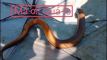 Câu lươn khủng 119: 1.3kg Lươn! Video đáng để xem  / Eel videos are worth watching ...