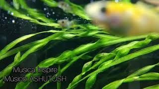 Vejam isso! Sensacional aquário plantado com guppies variados! (guppy, lebiste, barrigudinho...)
