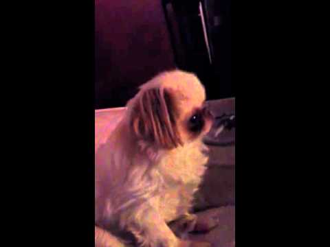 funny-dog-japanese-chin-startled