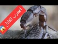العقرب القاتل عقرب ثخين الذيل العقرب الأسود اخطر عقرب في الاردن من الاخطر في العالم العقرب القاتل عقرب ثخين الذيل العقرب الأسود اخطر عقرب في الاردن من الاخطر في العالم