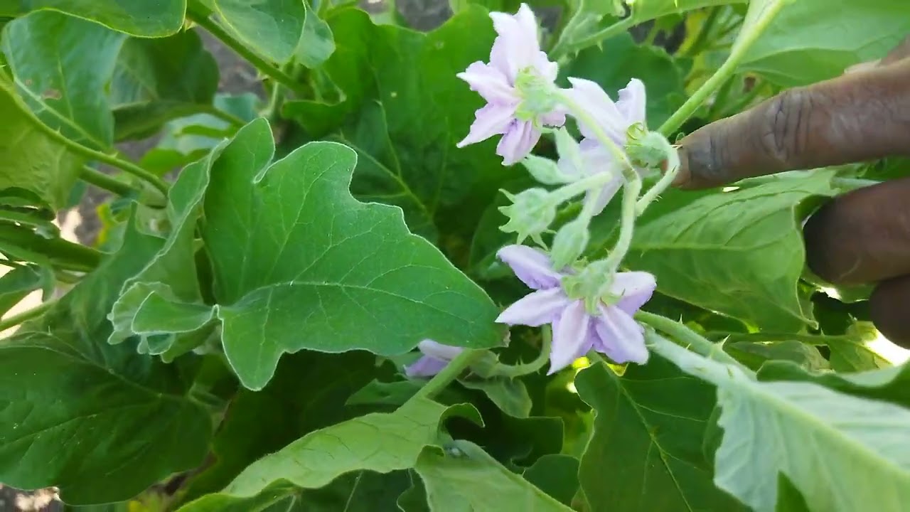 Sct वैदिक ने वाढवला शेतकऱ्यांचा आत्मविश्वास💪🏻वांग्यामध्ये 🍆काढणार विक्रमी उत्पादन ‼️