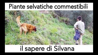 piante selvatiche commestibili - il sapere di Silvana